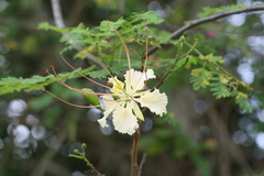 Delonix elata